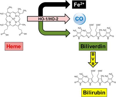 The impact of heme oxygenase-2 on pharmacological research: A bibliometric analysis and beyond